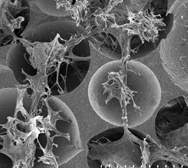 骨芽細胞様細胞担体材質：ハイドロキシアパタイト