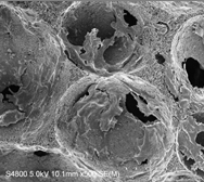 Fig 5. Mouse fibroblast cells Plate material: Titania 