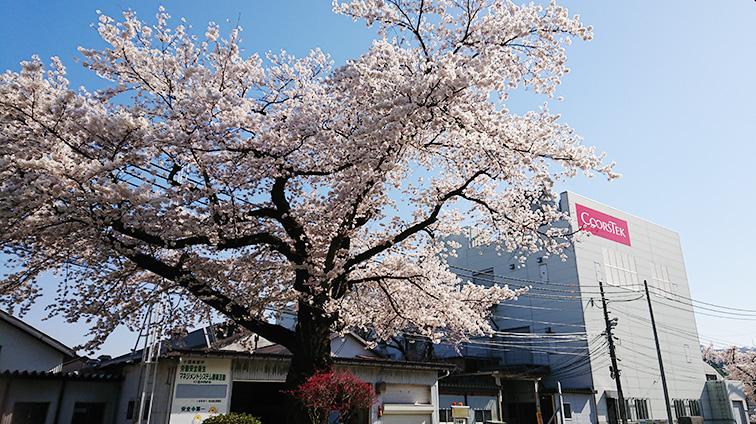 小国事業所　桜の木とのコラボレーション